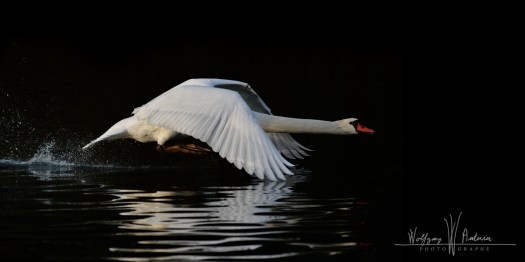 Cygne en vol, en clair obscur · à Saintes · par Wolfgang Autexier  / photographe à Saintes