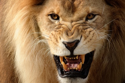 Lion ·  par Wolfgang Autexier photographes animalier et portraitiste à Saintes et en Charente-Maritime