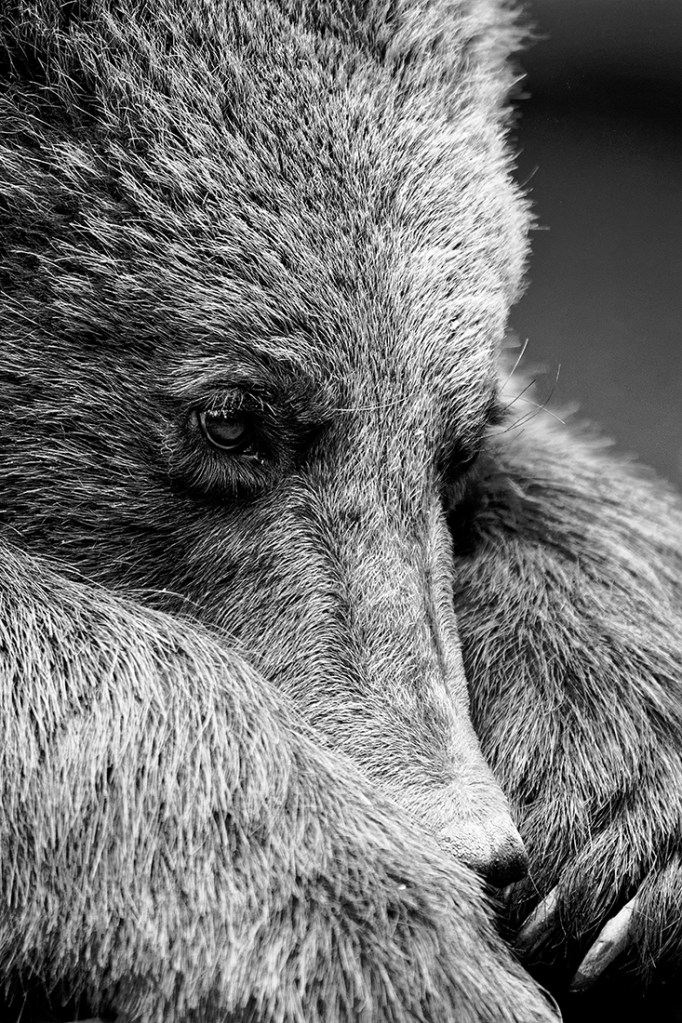 Ours · visage expressif de tristesse d'un ours  · par Wolfgang Autexier