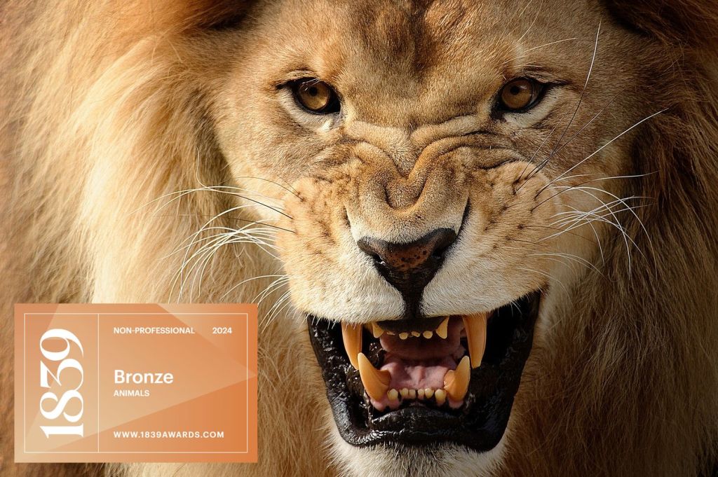 Portrait de lion - par Wolfgang Autexier - photographe à Saintes et en Charente-Maritime 