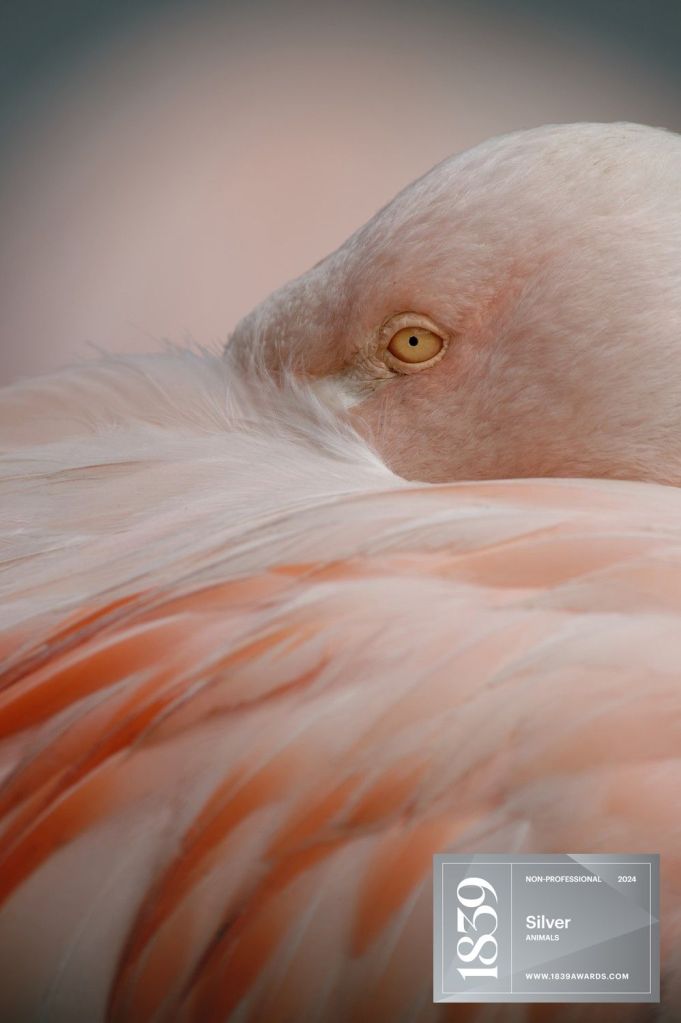 Portrait de flamant rose - par Wolfgang Autexier - photographe à Saintes et en Charente-Maritime 