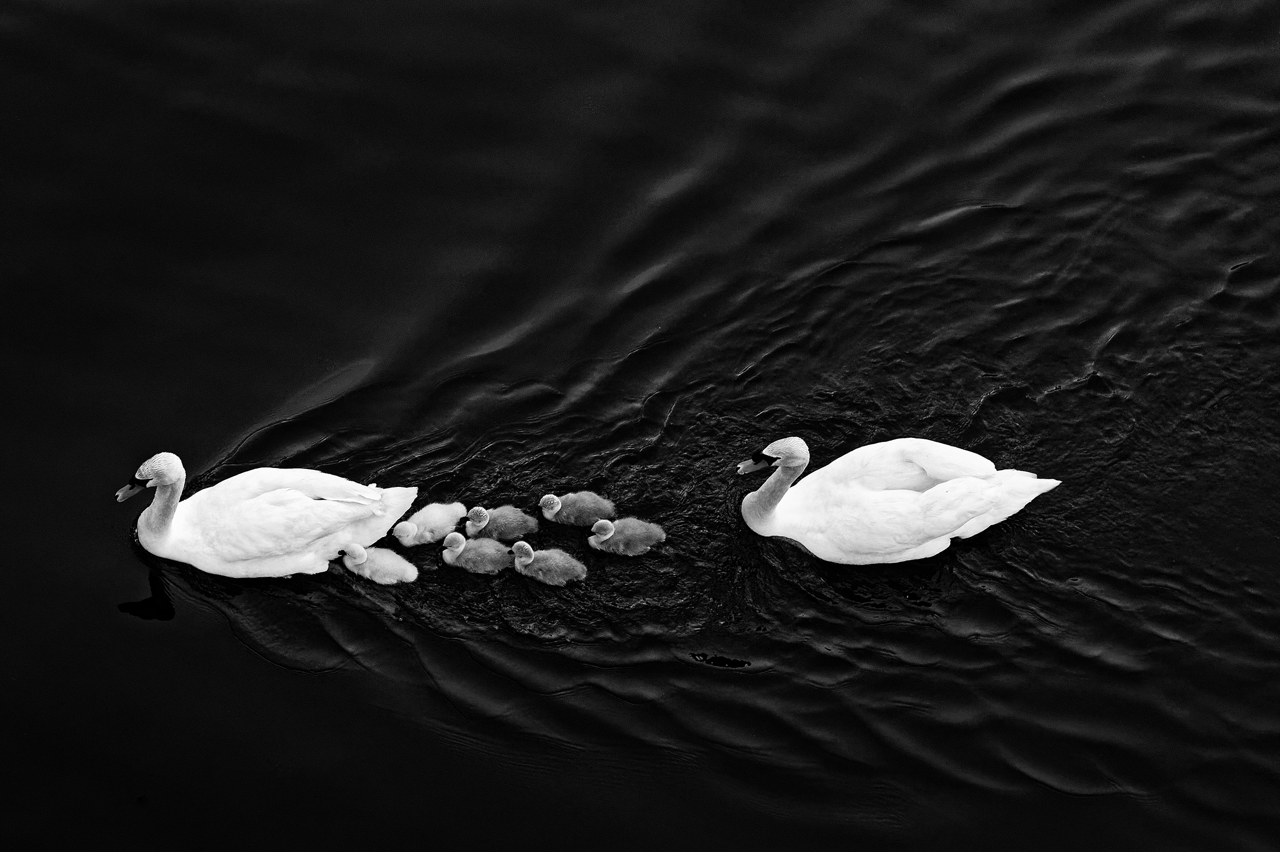 Naval Line · une famille de Cygnes à Saintes · Premier Prix de Photographie Aérienne · par Wolfgang Autexier photographe animalier en Charente-Maritime