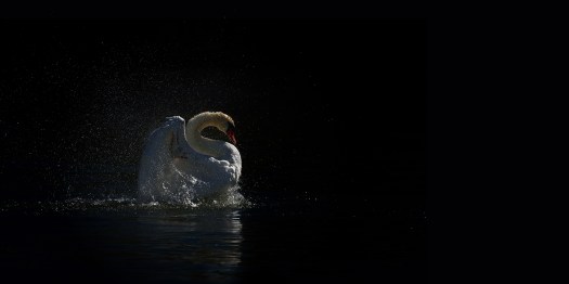 Cygnes · à Saintes · par Wolfgang Autexier photographe animalier