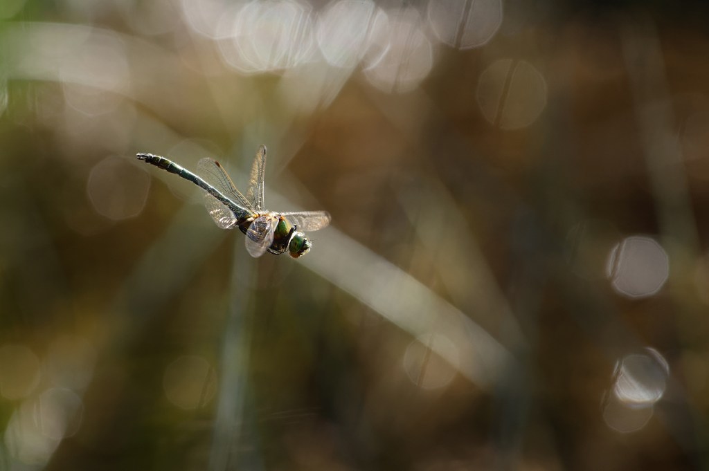 Les yeux d'émeraude · Cordulia Aenea · par Wolfgang Autexier photographe de libellules