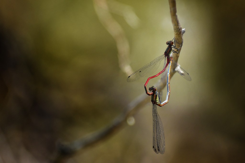 Passion de feu · Pyrrhosoma Nymphula dite petit nymphe au coprs de feu · par Wolfgang Autexier photographe de libellules