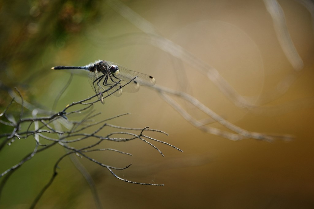 La petite grise · Leucorrhinia Albifrons · libellule en voie d'extinction en Charente-Maritime · par Wolfgang Autexier photographe animalmier