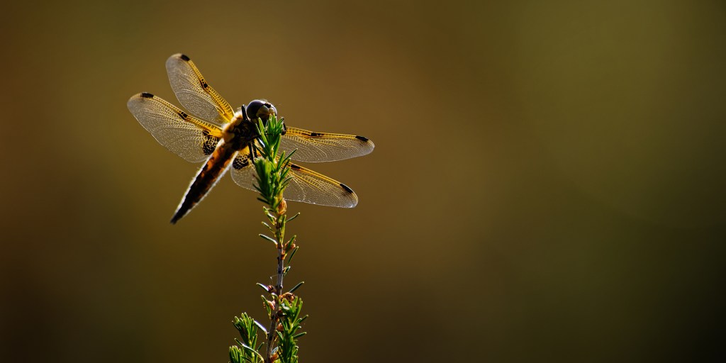 Farandole de lumière · Libellula Quadrimaculata · libellule quatre taches · par Wolfgang Autexier photographe animalier