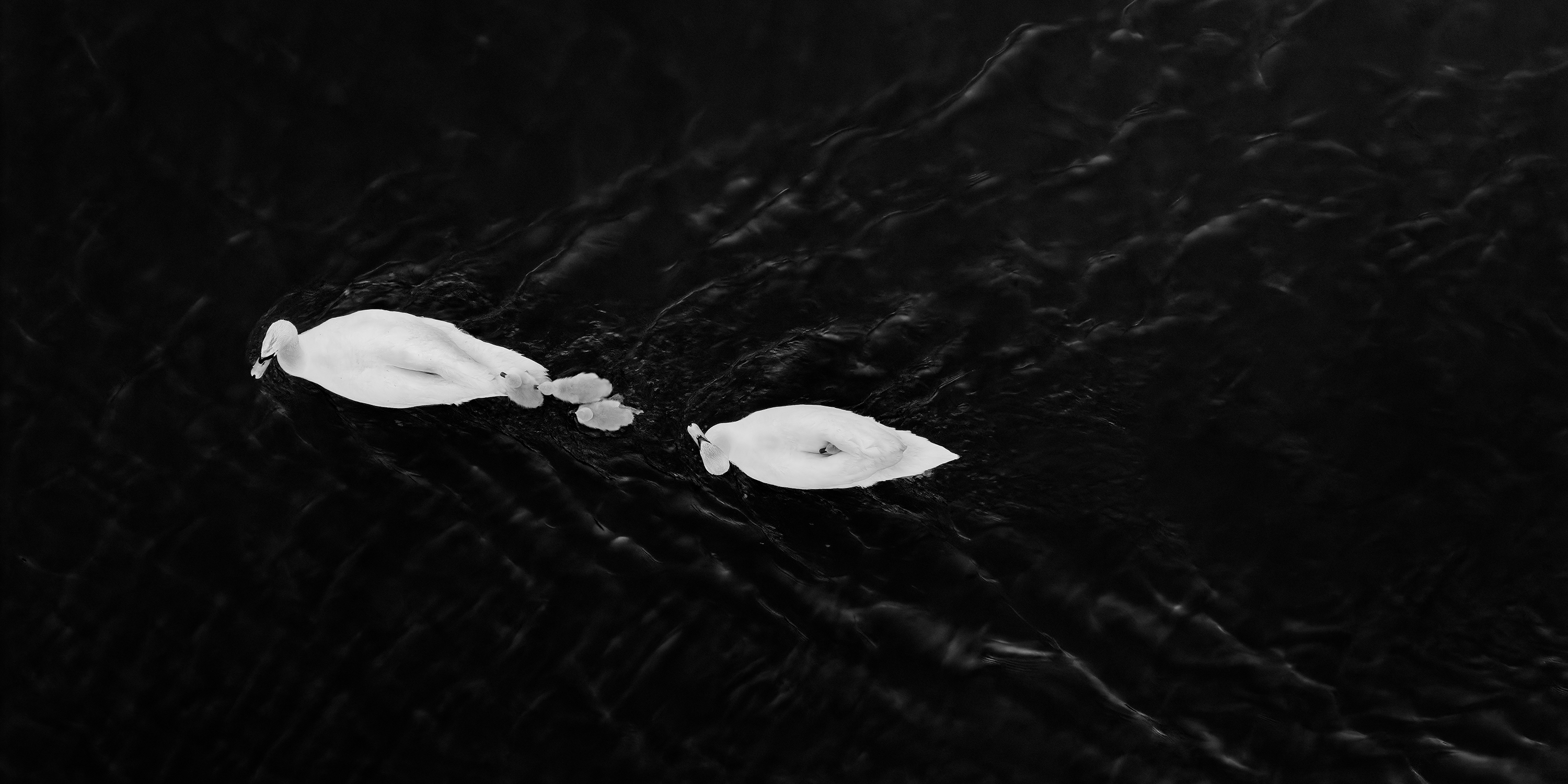 Whispers on Black Water · famille de cygnes · photo par drone · par Wolfgang Autexier